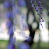 花散らしの風
