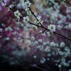 白と紅