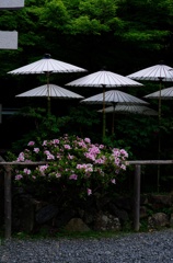 番傘と石楠花