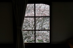 窓の中の春