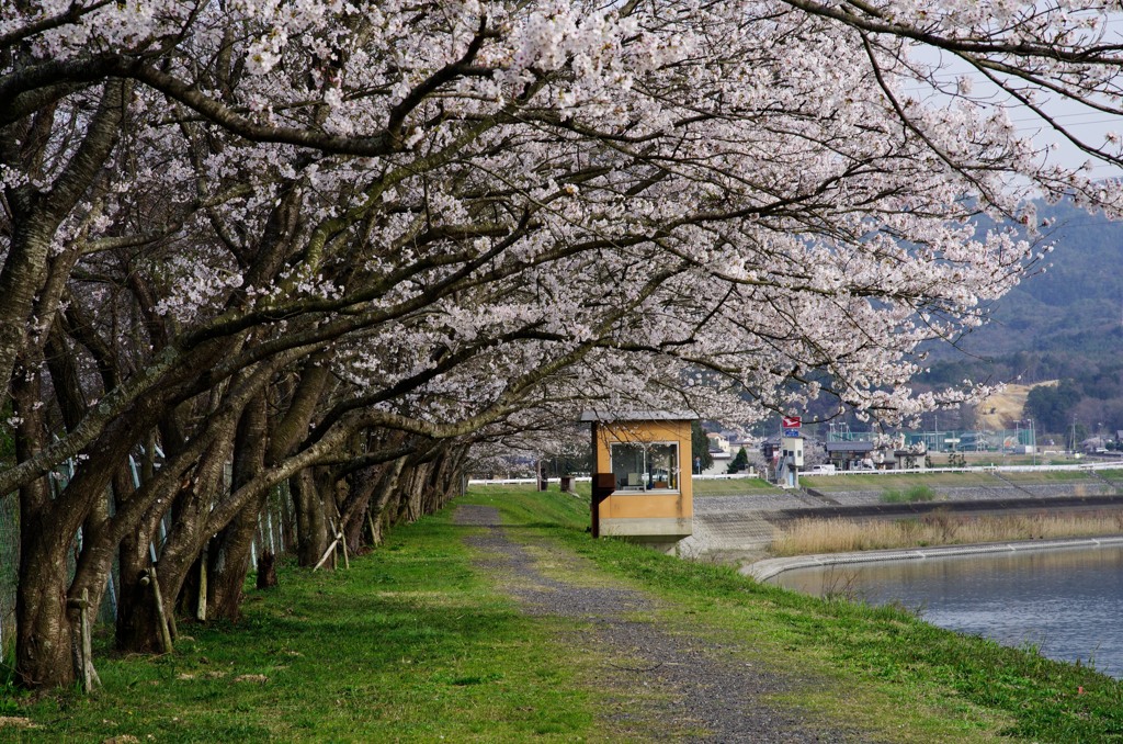 春道