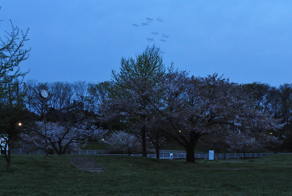 夜明けの葉桜