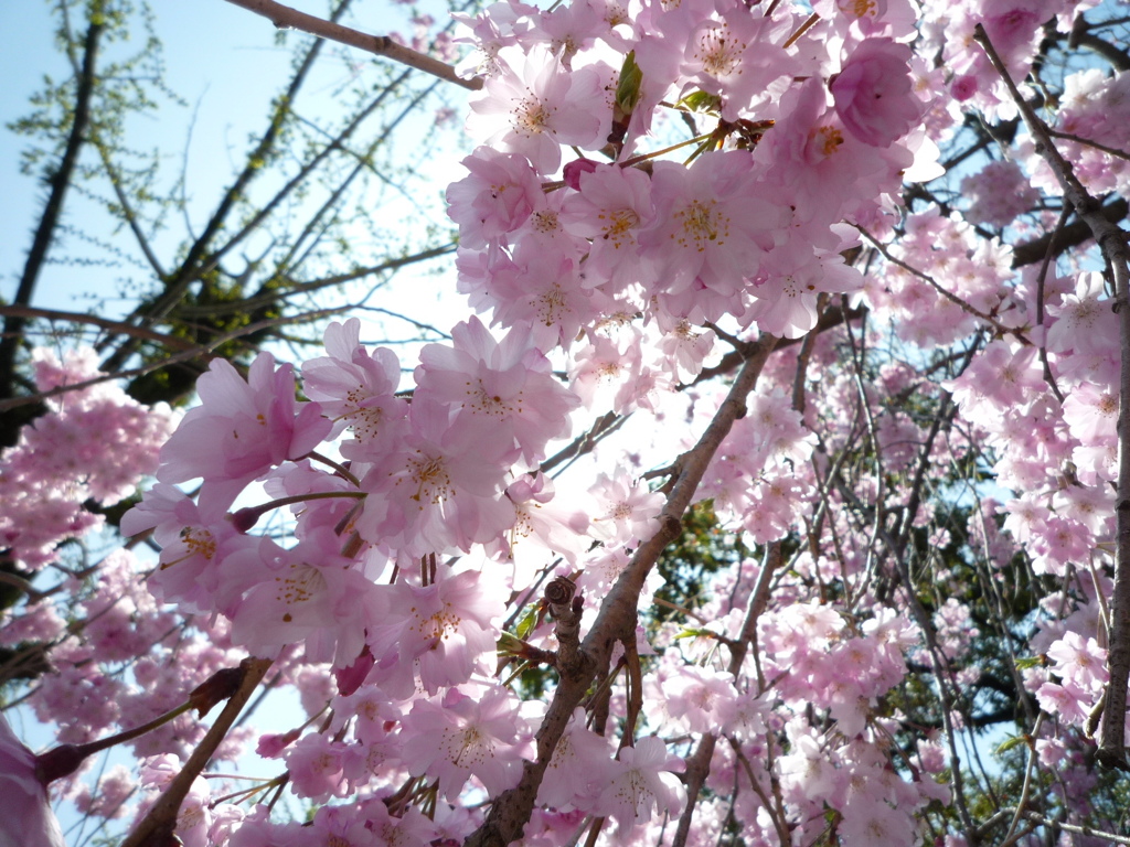 桜から木漏れ日