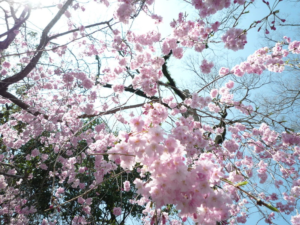 降り注ぐ桜色