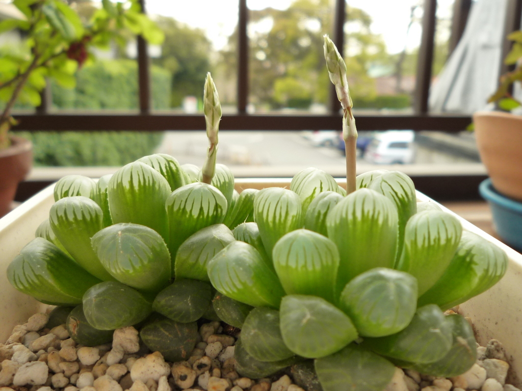 花芽を伸ばして