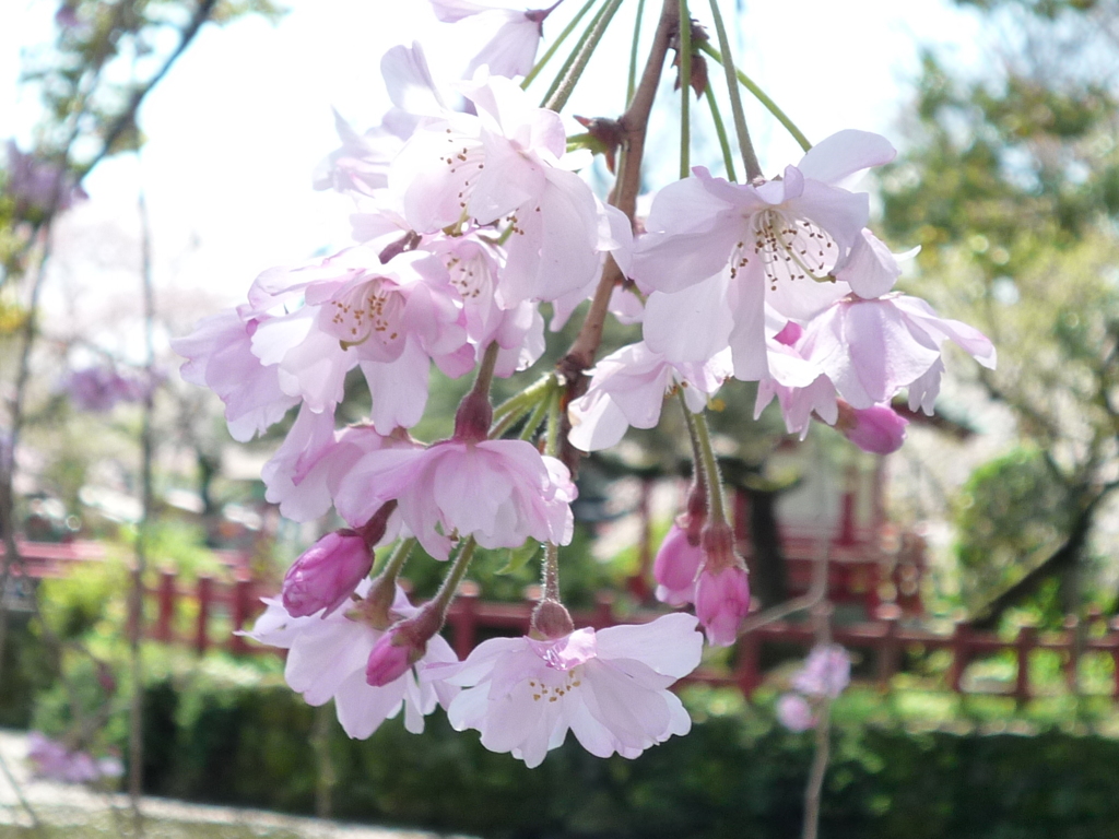薄紅の花びら
