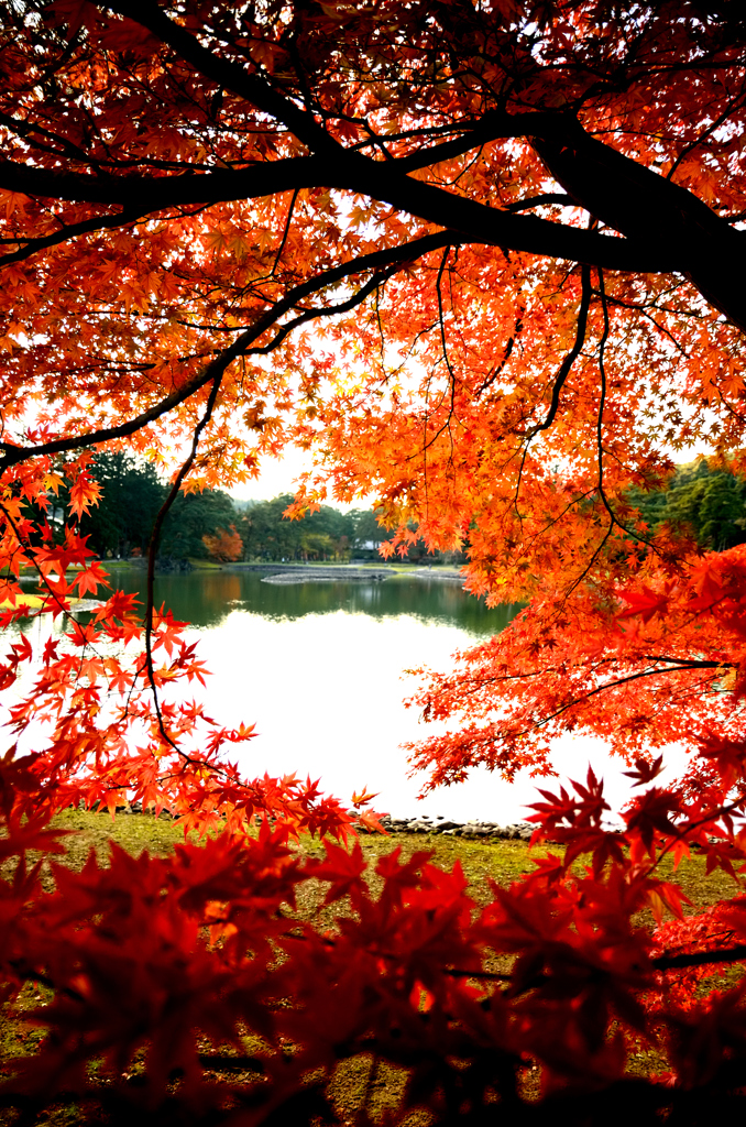 『紅葉満開』