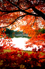 『紅葉満開』