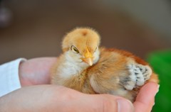 ひよこ