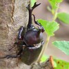 カブトムシ