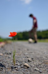 一輪の花