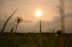 夕日とたんぽぽ