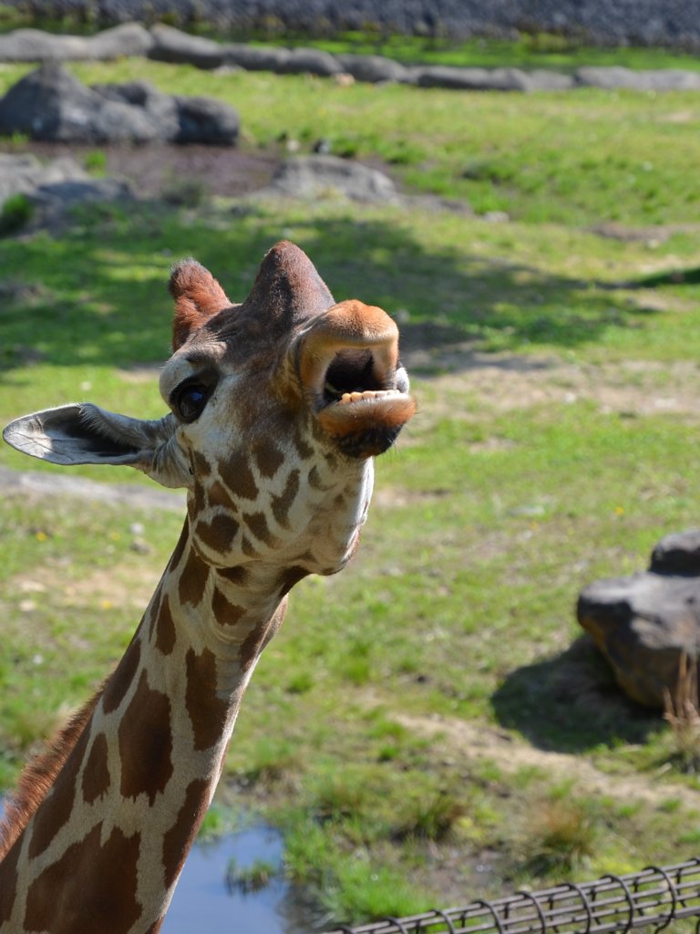 キリン