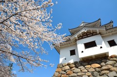 城とさくら