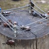 カブトムシ②