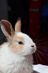 小ウサギ