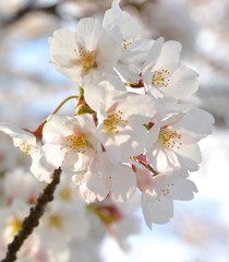 さくら2013