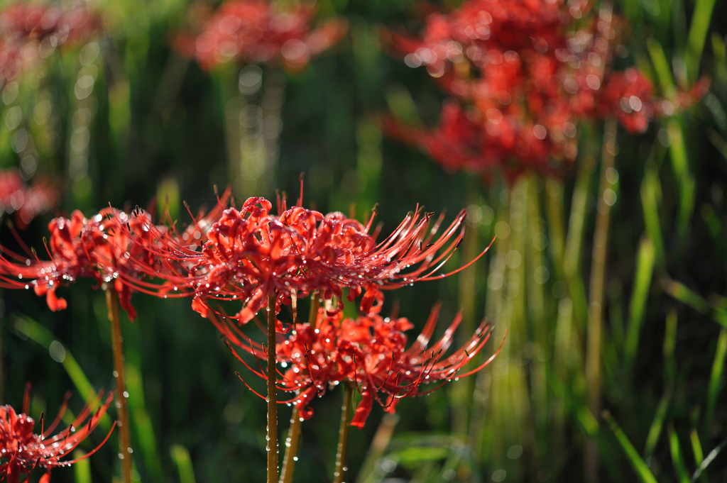 キラキラ曼珠沙華