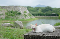 殿様の夢