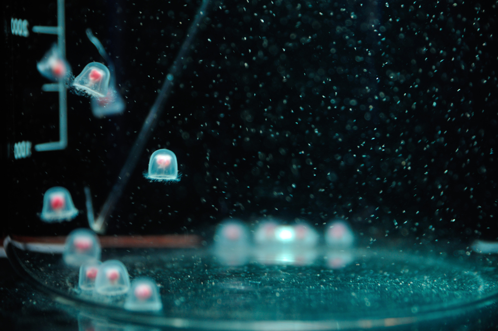 ♡ jelly fish！