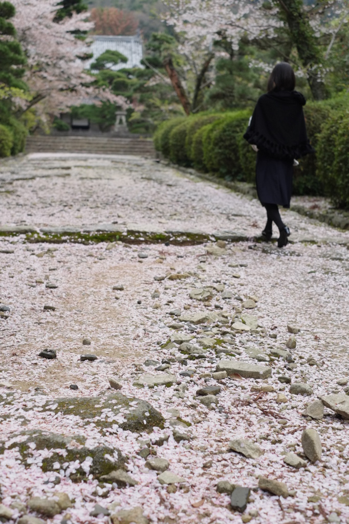 桜色の参道