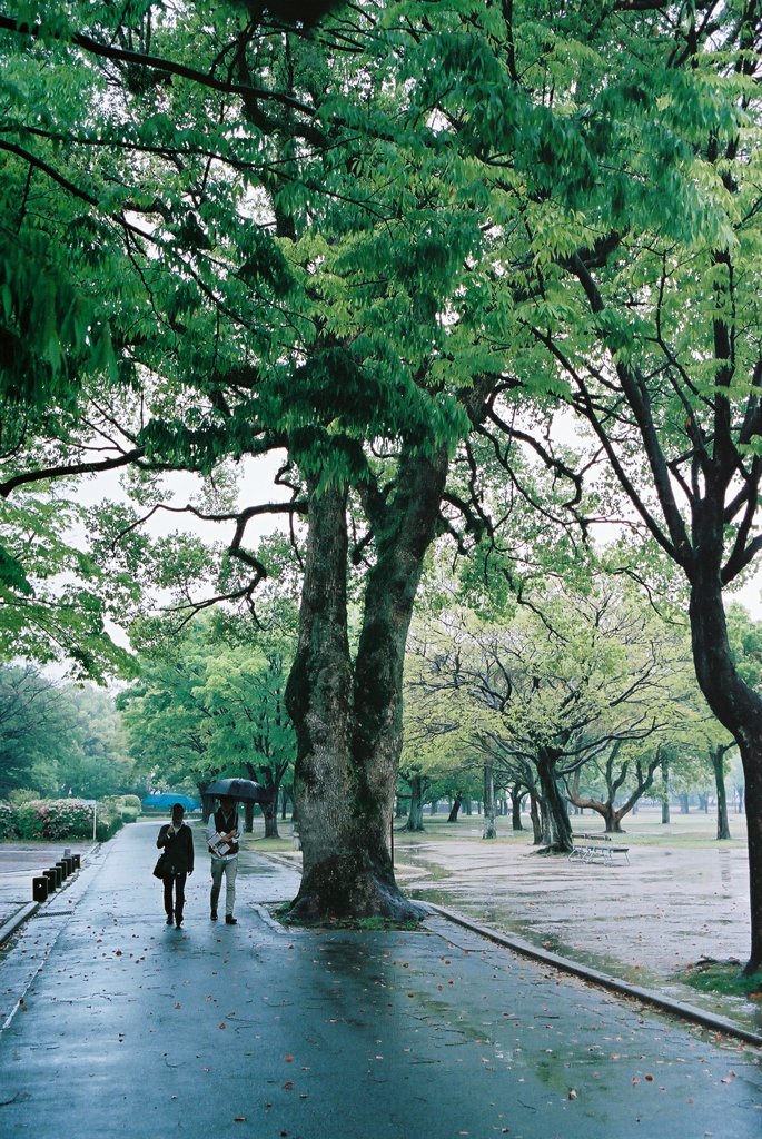 雨の小径