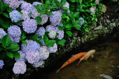 鯉と紫陽花