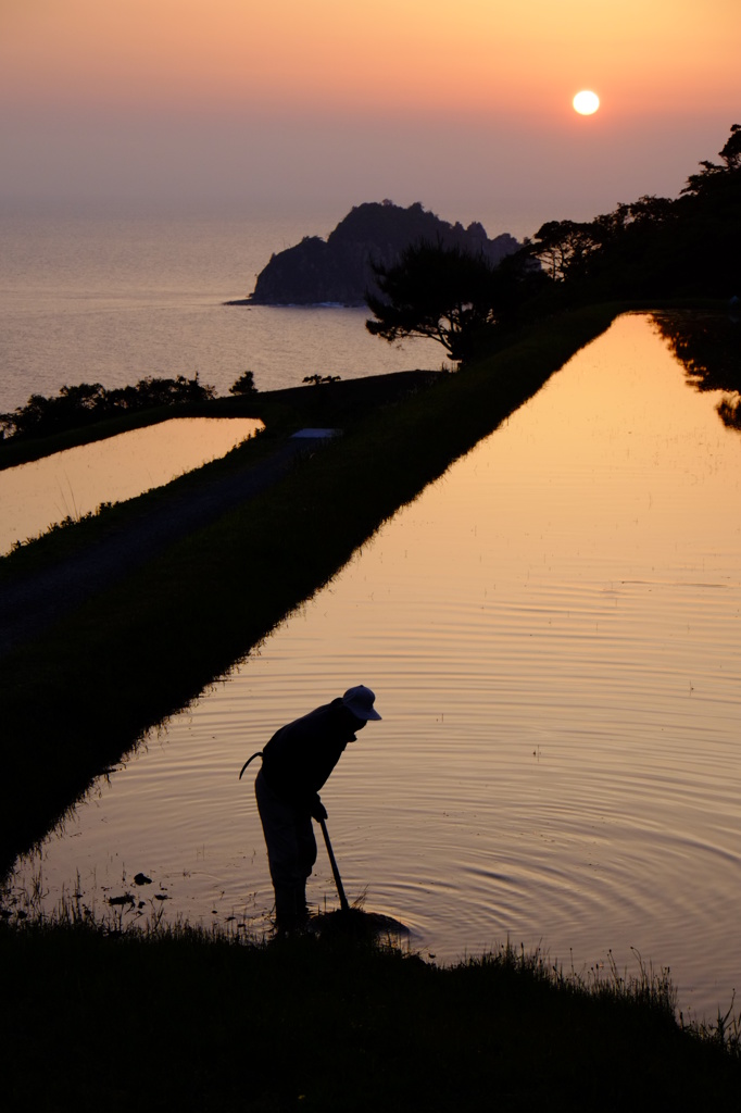 木与棚田の夕景