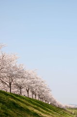 さくら並木