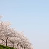 さくら並木