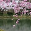 さくらの合唱