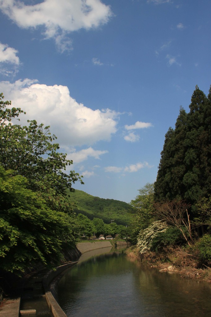 新緑と青空