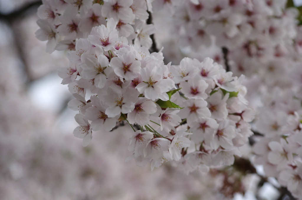 IMGP0414