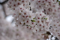 IMGP0414