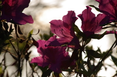 IMGP0666