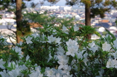 IMGP0665