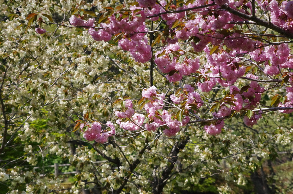 IMGP0725