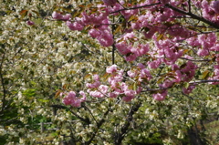 IMGP0725
