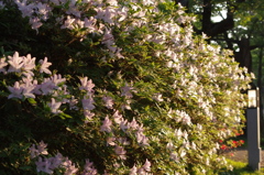 IMGP0680