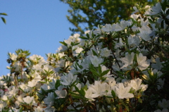 IMGP0678