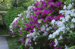 IMGP0662