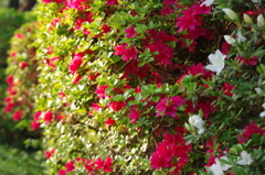IMGP0675
