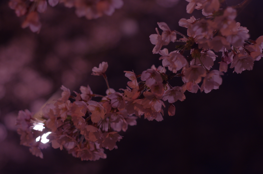 夜桜