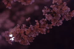 夜桜