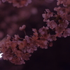 夜桜