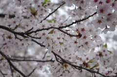 IMGP0407