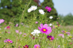 秋桜