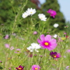 秋桜