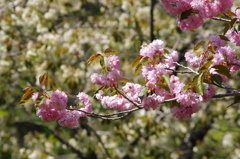 IMGP0727