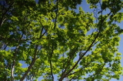 IMGP0712